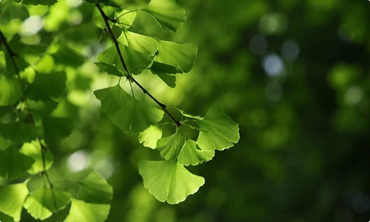 Botanical detail